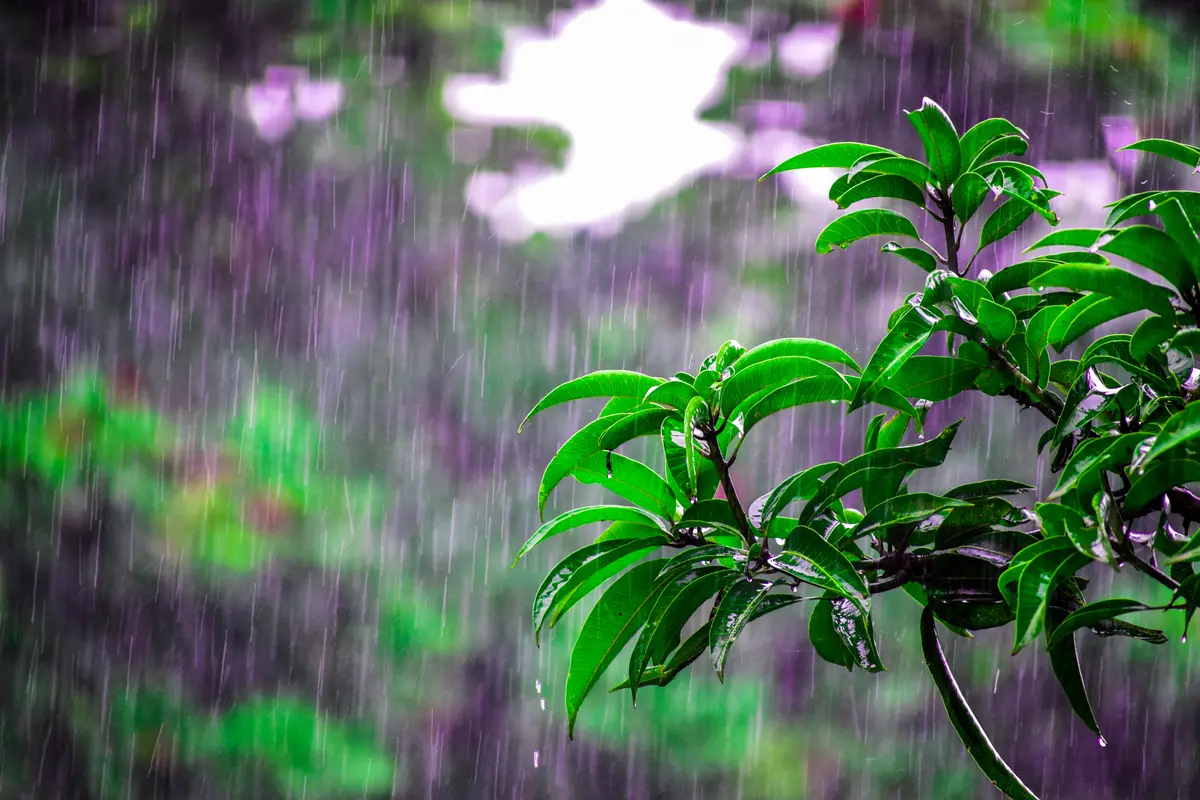 дождь, растения, зеленый, зеленые, фиолетовый, фиолетовые, кустарник, листья