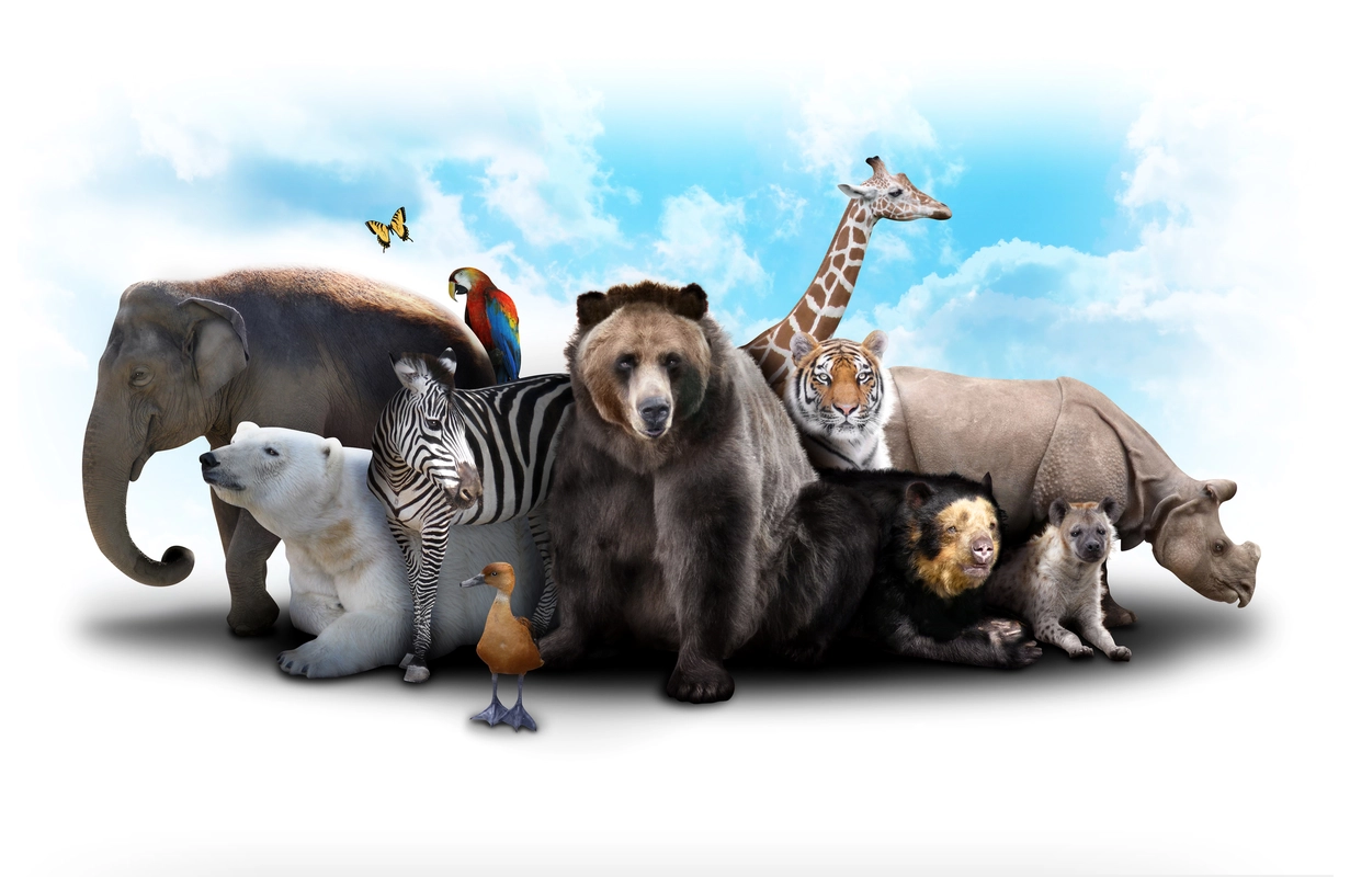 животные, белый фон, медведь, жираф, слон, белые, коричневые, черные
