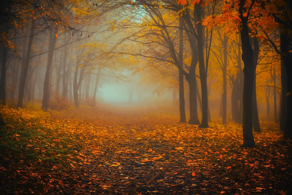 лес, деревья, листья, тропа, осень, жёлтые, оранжевые, чёрные, зелёные, белые