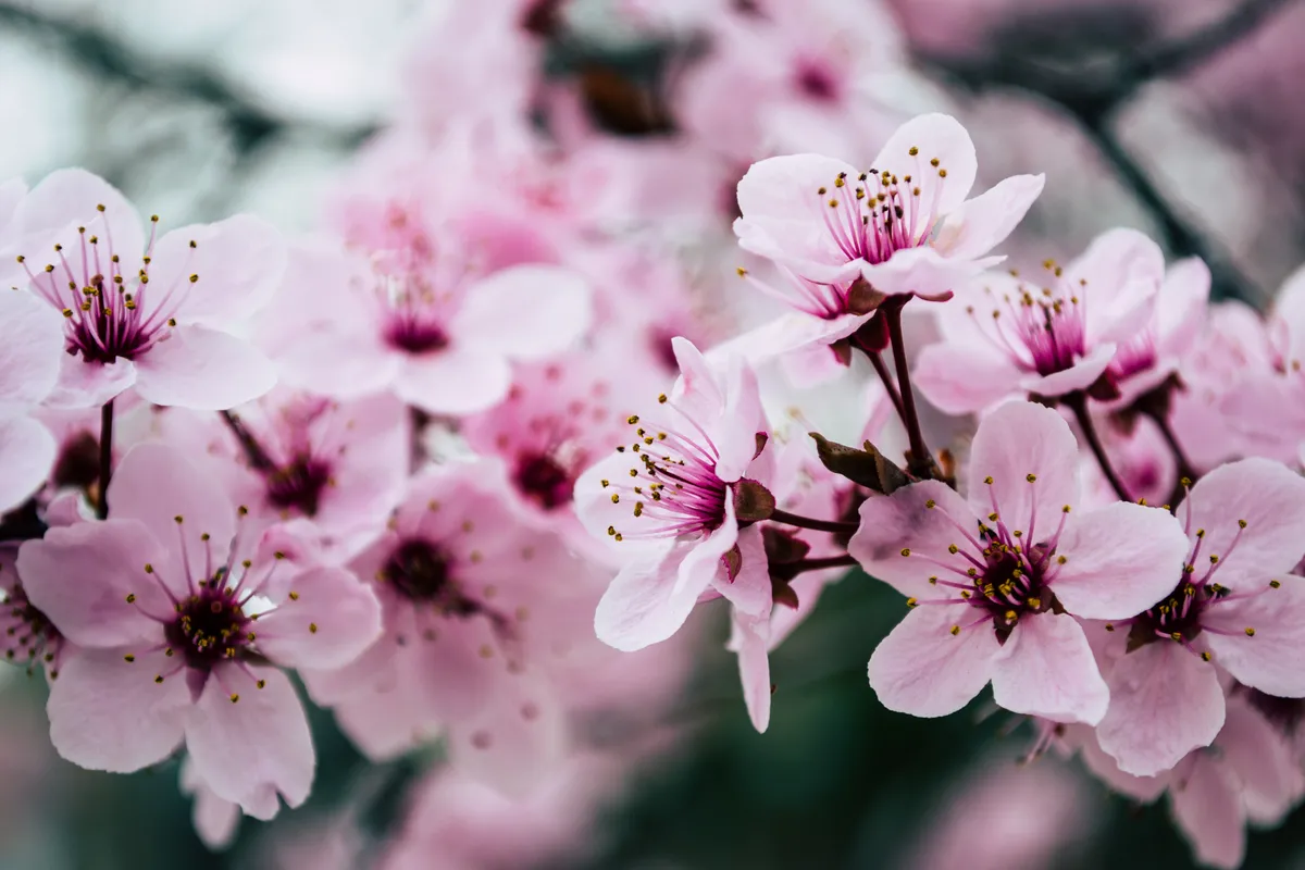 цветы, цветок, вишня, сакура, цветущая сакура, цветущая вишня, весна, цветение, цветущий сад, цветущие сады, вишневый цвет, розовый, белый