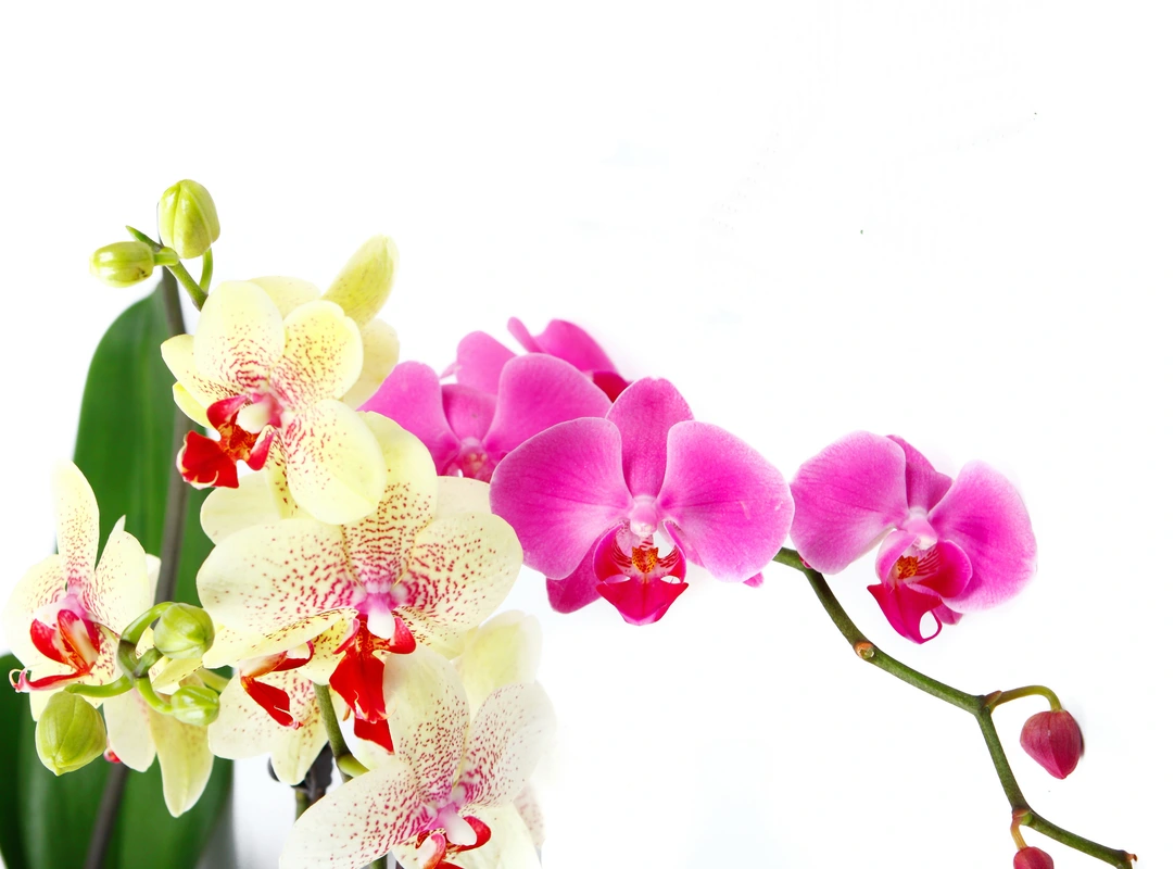 цветы, орхидеи, ветвь, лепестки, растение, розовые, жёлтые, зелёные
