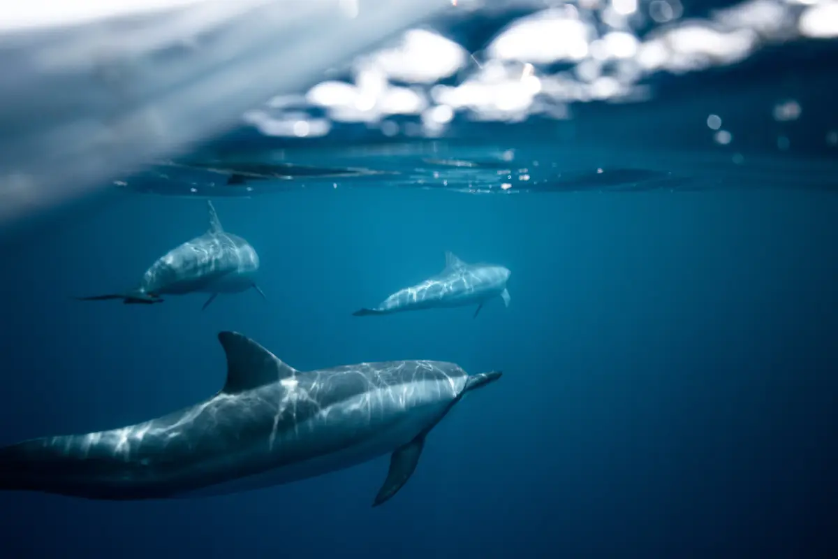 дельфин, дельфины, подводный мир, подводное царство, животные, синие
