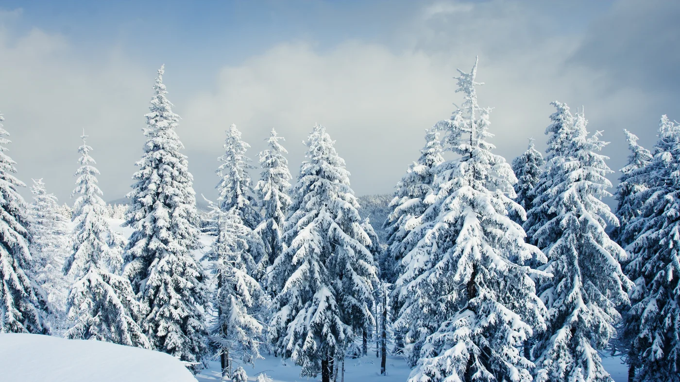 лес, зима, деревья, снег, природа, пейзаж, белые