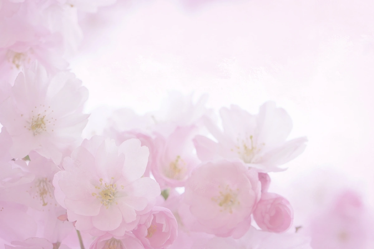 розовые, цветение, весна, романтические, крупный план, нежный цветок, фон, пастельные, белые