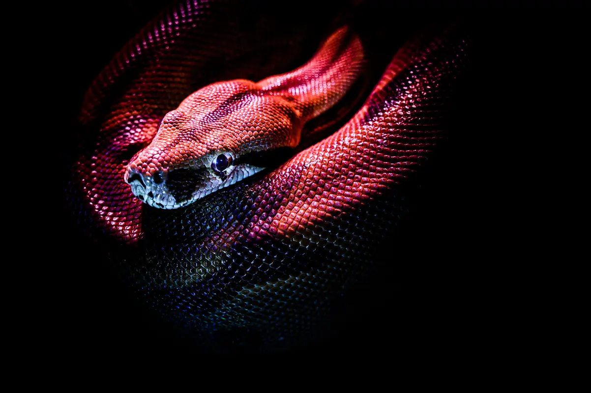 змея, змеи, рептилии, абстракция, черные, розовые
