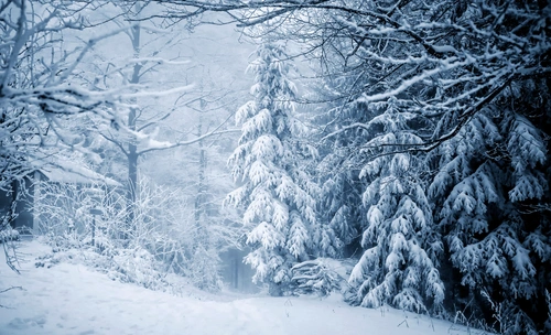 зима, снег, лес, сугроб, сугробы, белые, голубые, черные