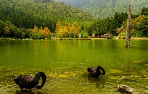 лебеди, берег, озеро, япония, природа, зеленые, черные