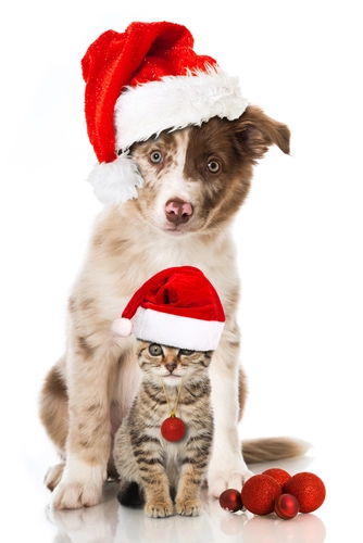 щенок, котенок, новый год, праздник, белый фон, красные, коричневые, бежевые белые