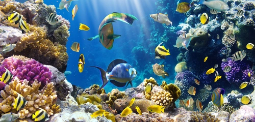 рыбы, море, океан, коралловый риф, лучи света, голубые, жёлтые
