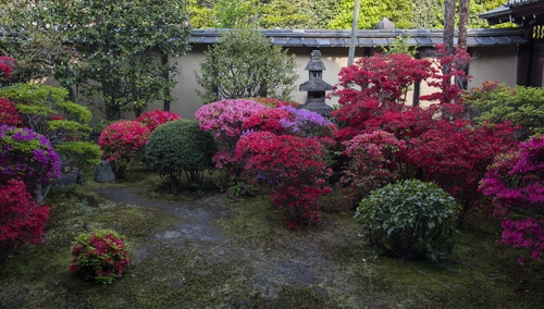 двор, сад, природа, япония, розовые, бежевые, зеленые
