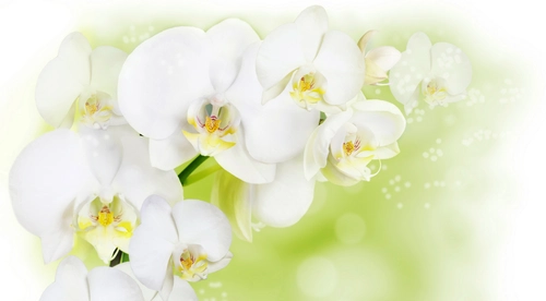цветы, орхидеи, ветвь, лепестки, белые, бежевые