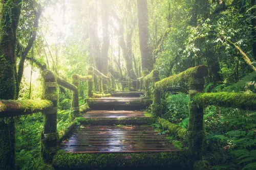 мост, лес, джунгли, тропический лес, зелень, листва, листья, деревья, растительность, папоротник, природа, зеленые