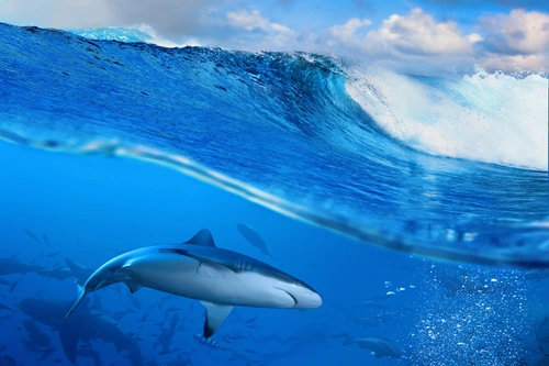 акула, волна, океан, вода, синие, хищник, голубые