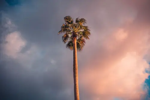 небо, пальма, природа, дерево, облака, бежевые, зелёные