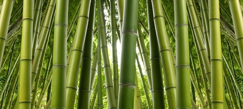 бамбук, лес, природа, зелёные