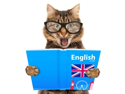 животные, кот, юмор, книга, очки, учебник по английскому языку, коричневые, голубые
