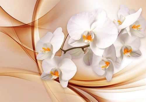 растение, цветы, орхидея, лепестки, куст, белые, бежевые