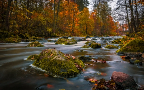 река, природа, лес, коричневые, серые, финляндия, желтые