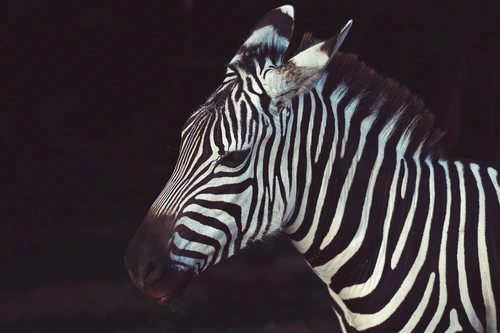 зебра, звери, животные, дикие, детеныш, черные, белые
