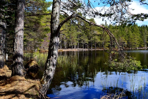 озеро, природа, лес, дерево, финляндия, коричневые, зеленые