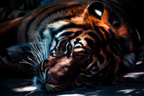 тигр, тигрица, звери, животные, зопарк, черные, белые, оранжевые, темные