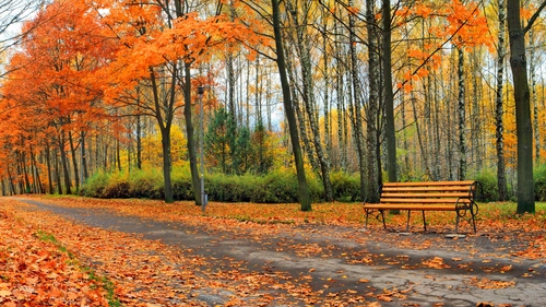 скамейка, парк, осень, природа, оранжевые