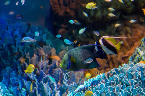 рыбы, аквариум, тропические рыба, синие, разноцветные