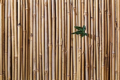 бамбук, барьер, забор, текстура, узор, стены, декоративные, поверхность, бесшовные, фон, бежевые, коричневые
