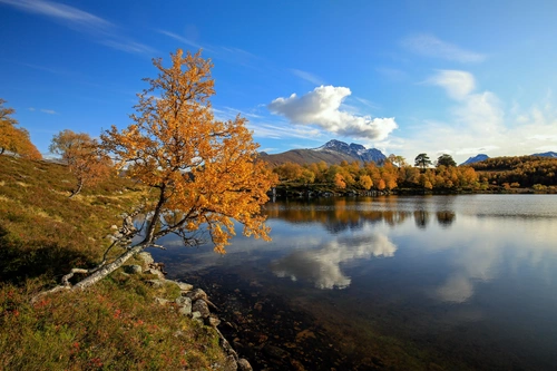 деревья, озеро, норвегия, природа, синие, коричневые