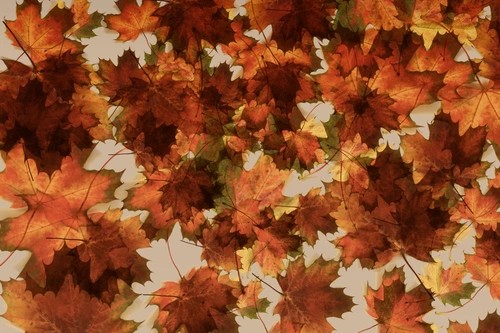 осень, клен, кленовые листья, листья, оранжевый, оранжевые, бордовый, бордовые, белый, белые, бежевые, бежевый