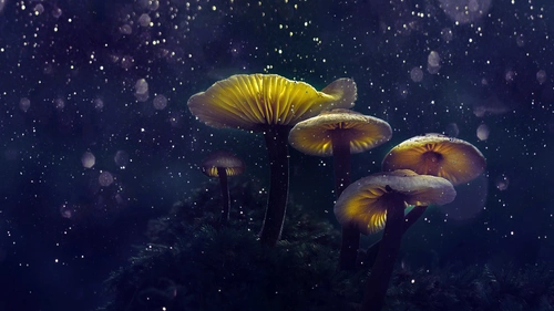 небо, звёзды, ночь, грибы, трава, растения, серые, жёлтые
