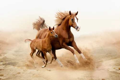 животные, кони, лошади, бег, галоп, пустыня, жеребёнок, коричневые, бежевые