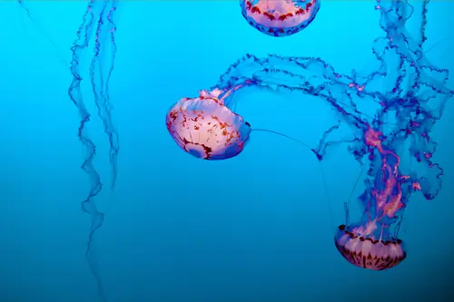 медуза, медузы, подводный мир, подводное царство, абстракция, фиолетовые,розовые, голубые