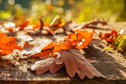 листья, осень, листопад, оранжевые, коричневые