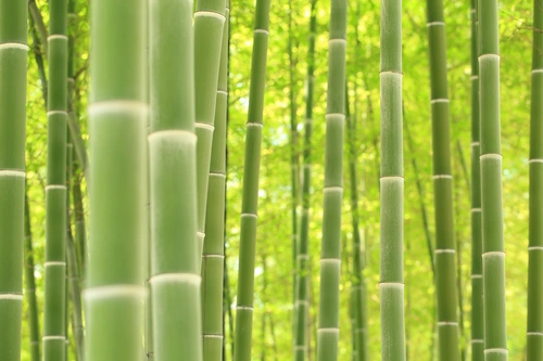 бамбук, лес, природа, зелёные, жёлтые