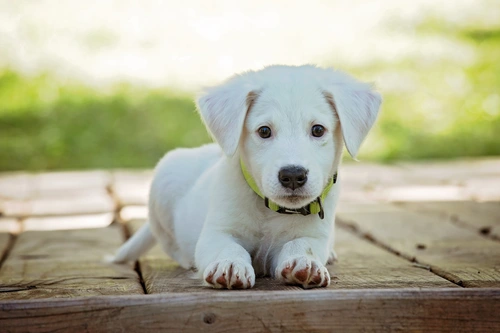 щенок, собака, пес, звери, животные, зеленые, белые, бежевые, светлые