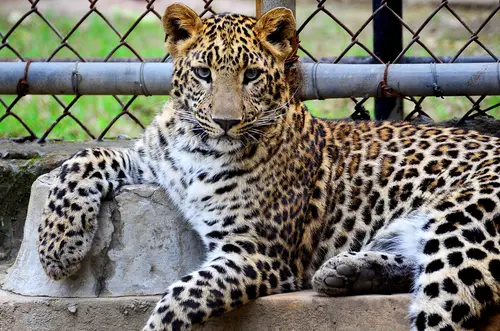 леопард, животные, хищные, бежевые черные, белые, коричневые