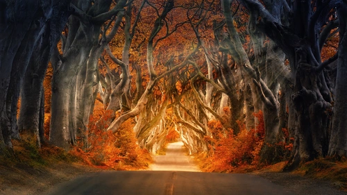 сказочный лес, перспектива, дорога, лес, дерево, деревья, серый, серые, бежевый, бежевые, коричневый, коричневые, оранжевый, оранжевые