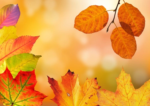 осень, листья, время года, желтые, оранжевые