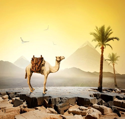 пальма, верблюд, египет, пирамида, камни, желтые, коричневые, зеленые