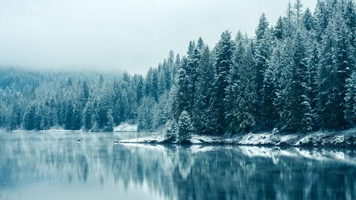 лес, озеро, природа, зима, снег, лед, белые, серые
