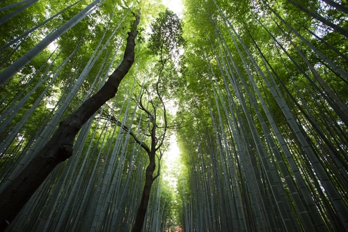 лес, деревья, вид снизу, бамбук, небо, серые, зелёные