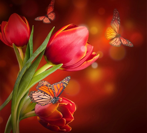 тюльпан, бабочка, природа, коричневые, зеленые, красные
