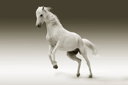 лошадь, конь, животные, звери, светлые, коричневые, белые, бежевые