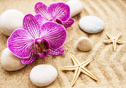 цветы, орхидеи, камни, песок, морская звёзда, розовые, бежевые
