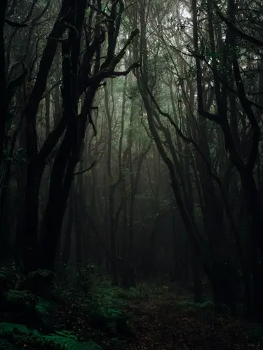 лес, дремучий лес, деревья, темные