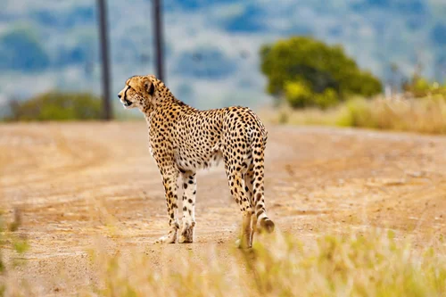 хищник, гепард, леопард, зверь, животные, зоопарк, бежевые, желтые, голубые, зеленые
