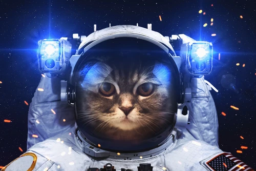 животные, юмор, кот космонавт, космос, скафандр, синие, серые