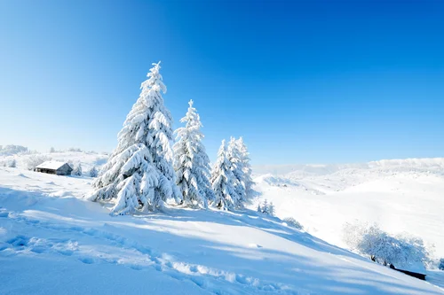 небо, деревья, домик, снег, кусты, следы, белые, голубые, коричневые, черные