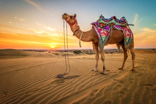 пустыня, верблюд, коричневые, желтые, закат, животные, песок